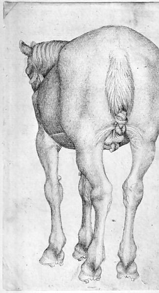 Antonio Pisano (Pisanello) _ Horse, from the The Vallardi Album.jpg