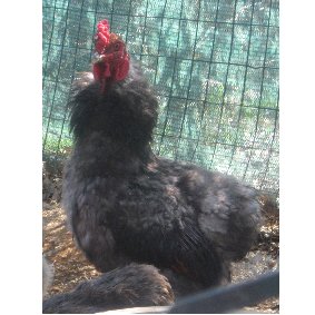 gallo araucana.jpg