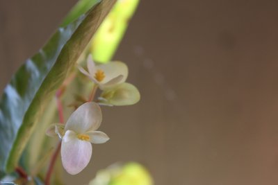 begonia argentata.JPG