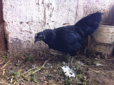 Cemani 4.jpg