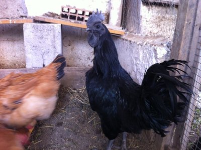 Cemani 5.jpg