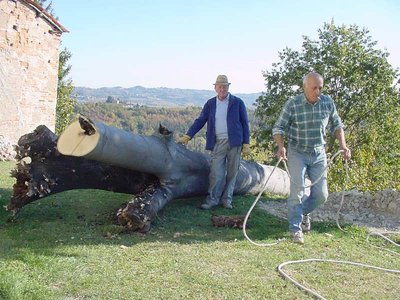 albero giù.JPG