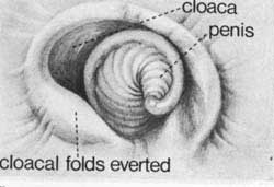 reproductive-organs-immature-male-goose.jpg