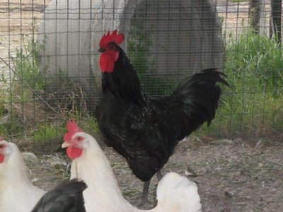 gallo australorp1.JPG