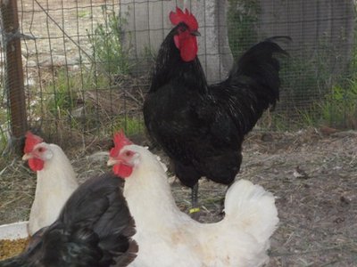 gallo australorp2.JPG