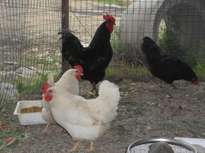 gallo australorp4.JPG