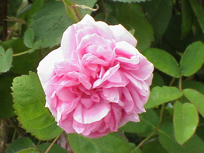 Rosa_muscosa_centifolia0.jpg