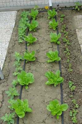 Fagiolini vecchi e nuovi - insalata.jpg