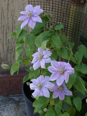 CLEMATIS.jpg