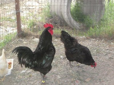 coppia australorp.JPG