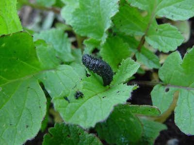 larva coccinella.JPG