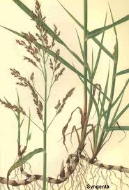 Sorghum halepense.jpg