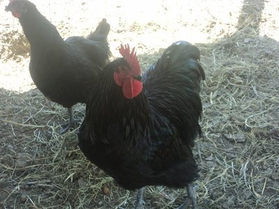 pollo nero3.jpg