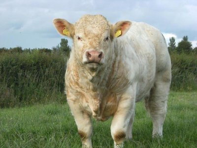 charolais.jpg