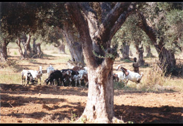 Menino Pastor Em Um Olival 2(Namibe).jpg