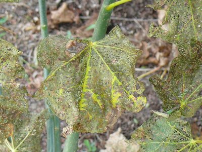 rid foglia di jatropha ammalata.jpg