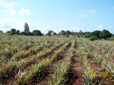 rid magarini ananas .jpg