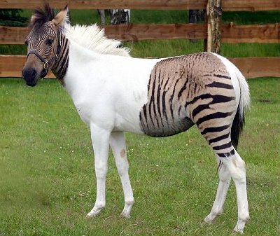 zebroid.jpg