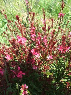 Gaura.JPG