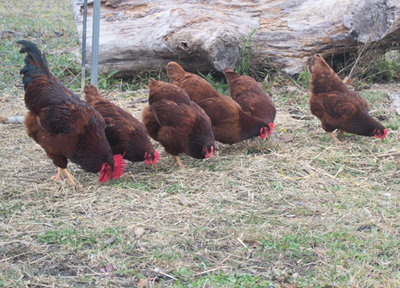 rhode-island-red-flock.jpg