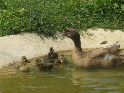 baby al bagno - 26.05.12 - IMG_7724.jpg