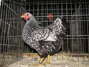 20081205004355!Wyandotte_Zilverzwartgezoomd_hen.jpg