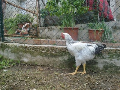 gallo griogio (3).jpg