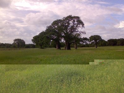 rid plot di  ganda Malindi  kenya.jpg