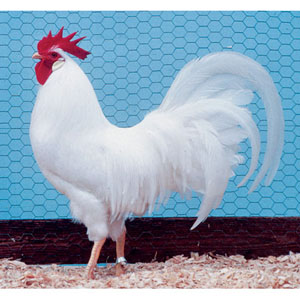 LIV-White-Leghorn-M-MED.jpg