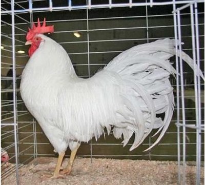 coq-leghorn1.jpg