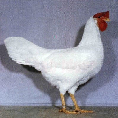 italiana_bianca_gallina.jpg