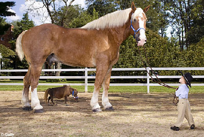 smallesttallesthorse.jpg