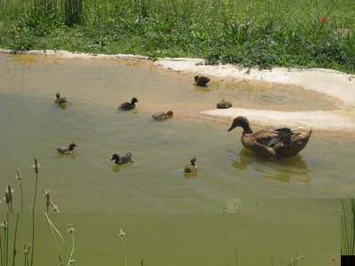 microbi al bagno -IMG_7755.jpg