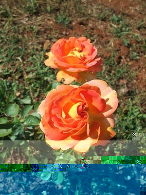 Rosa Arlequin.JPG