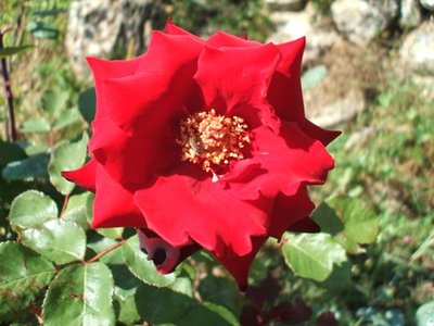 rosa rossa.JPG