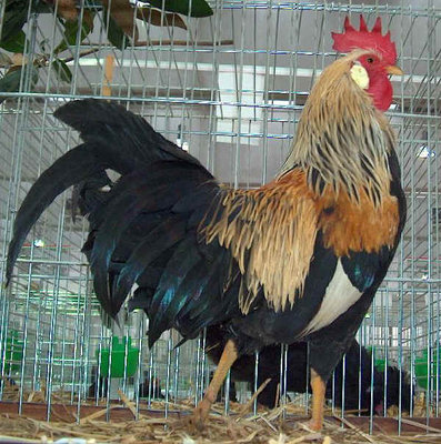 Livorno collo arancio.jpg