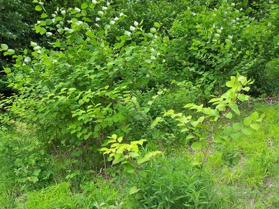 Fallopia japonica1.jpg