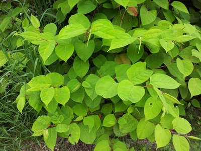 Fallopia japonica2.jpg