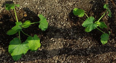 Zucchine fuori le mura.jpg