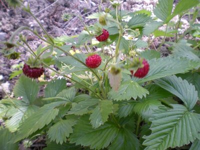 Fragole di bosco.JPG