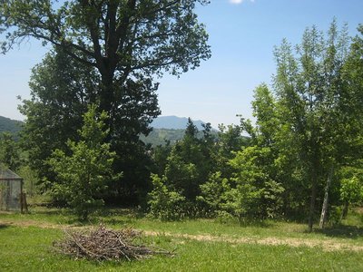 Bosco - IMG_7919.jpg