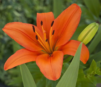 lilium arancio.jpg