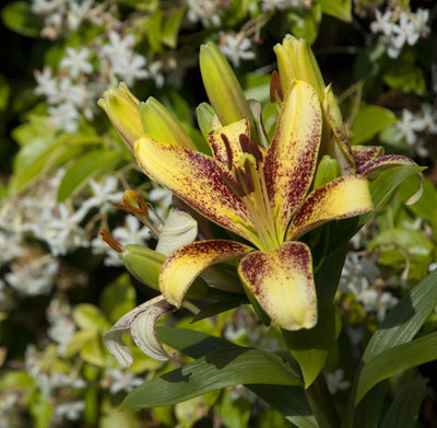 lilium giallo.jpg