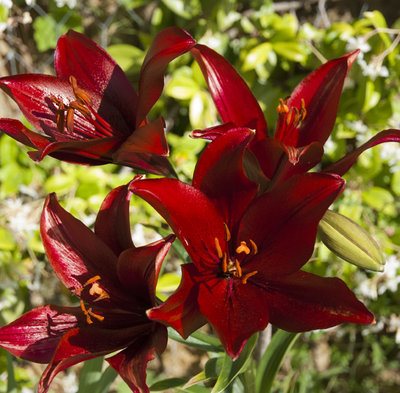 lilium rosso 2.jpg