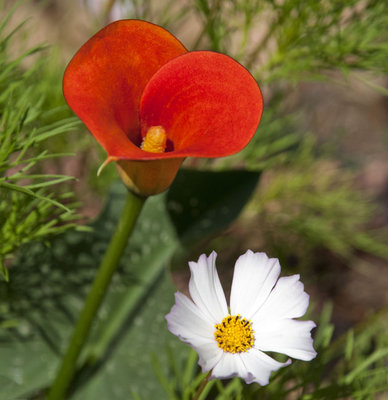 Calla e Cosmos.jpg