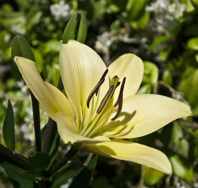 lilium limone.jpg