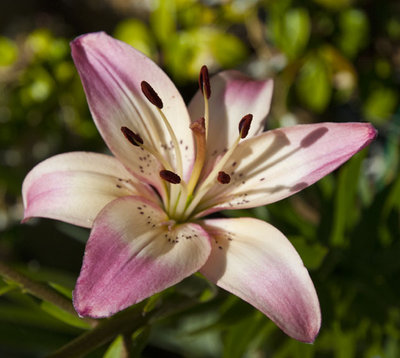 lilium rosa.jpg