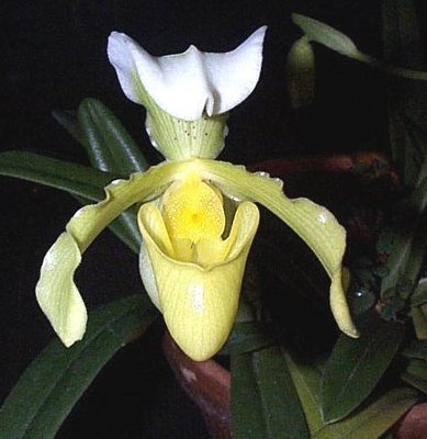 Orchidea Paphiopedilum.jpg