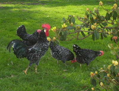 chickens%20220.jpg