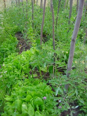 pomodori cuore di bue insalata.JPG